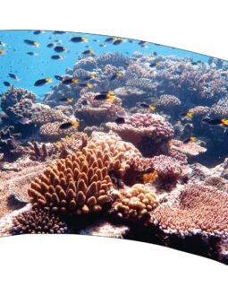 Reef Flag 02