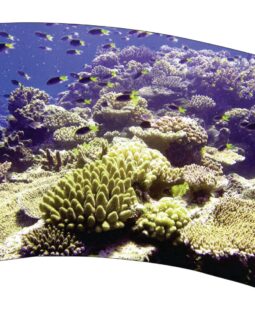 Reef Flag 1